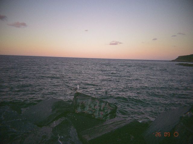 Una gaviota se posa en un bloque pintado de la escollera, frente al mar abierto y un cielo rosado.